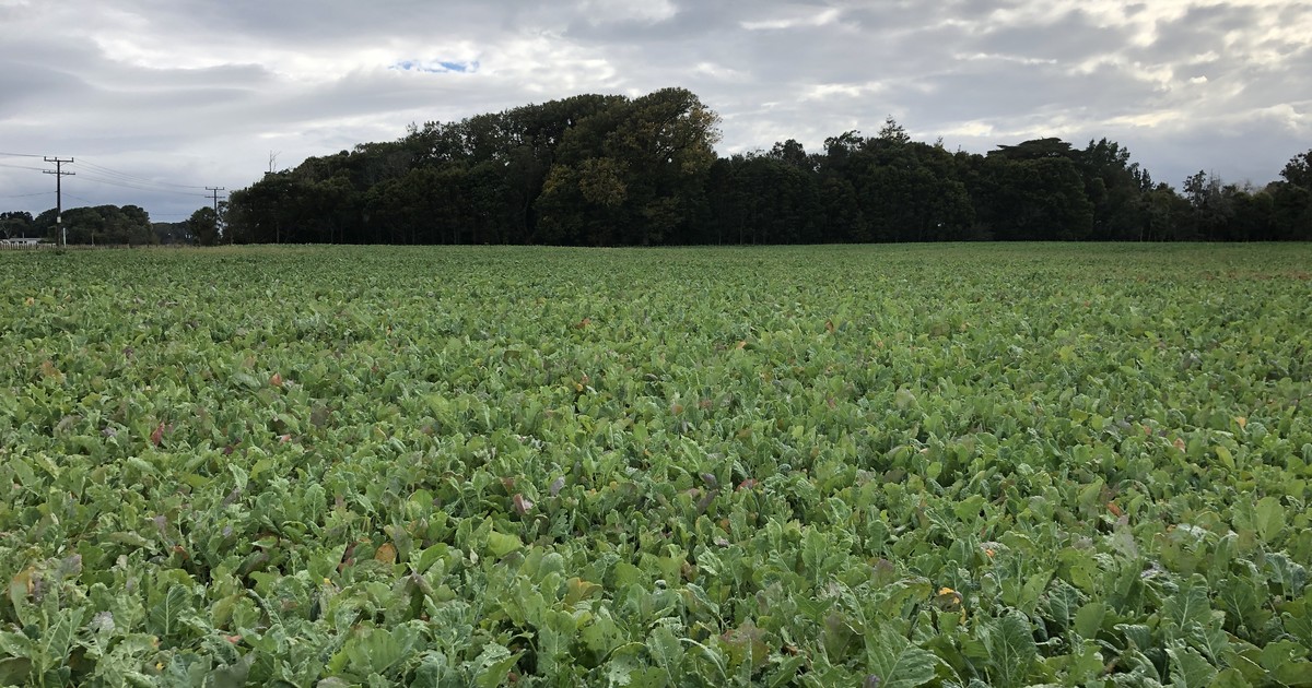 Big tick for Mavrik® Aquaflo now registered for forage brassicas